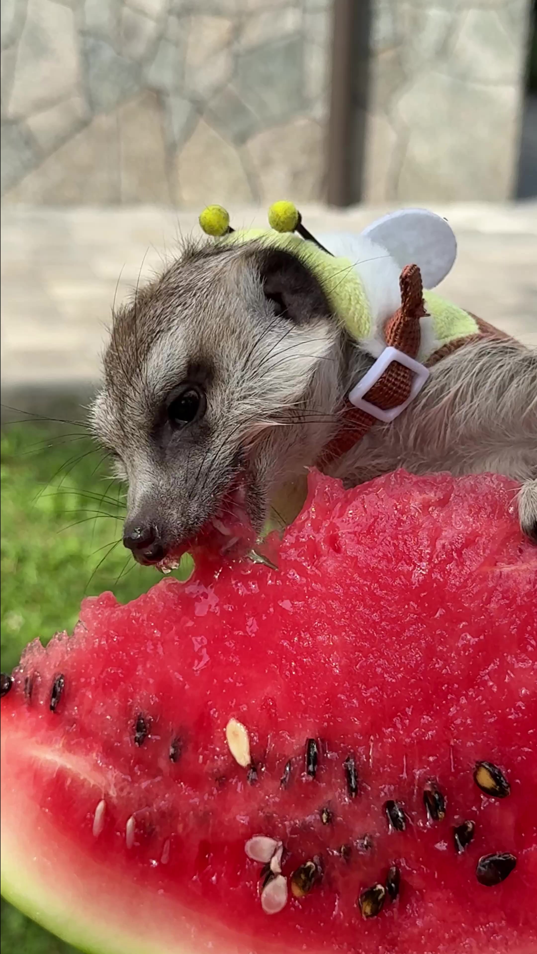 @TIMON THE MEERKAT