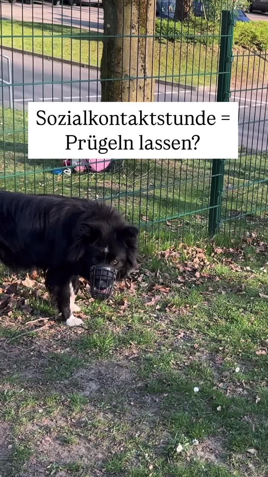 @alex_hundecoach