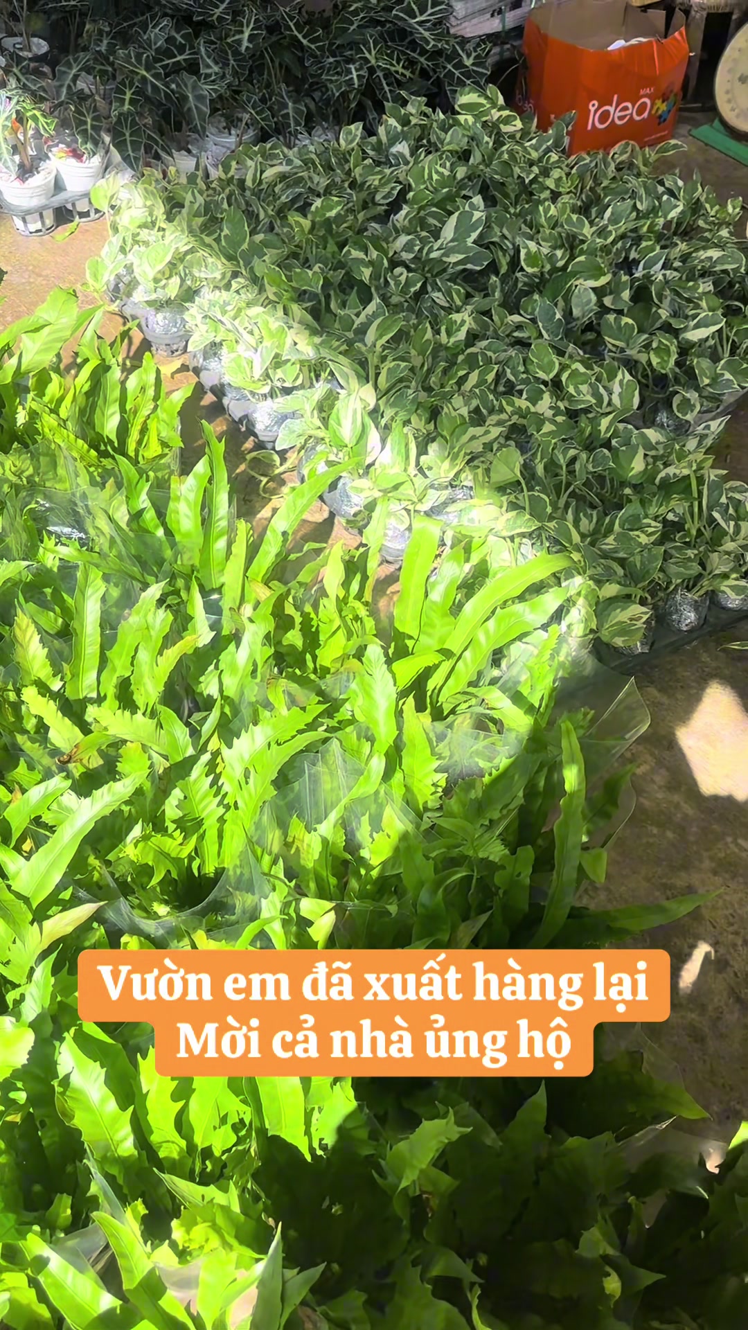 @Vườn Hồ H&acirc;n