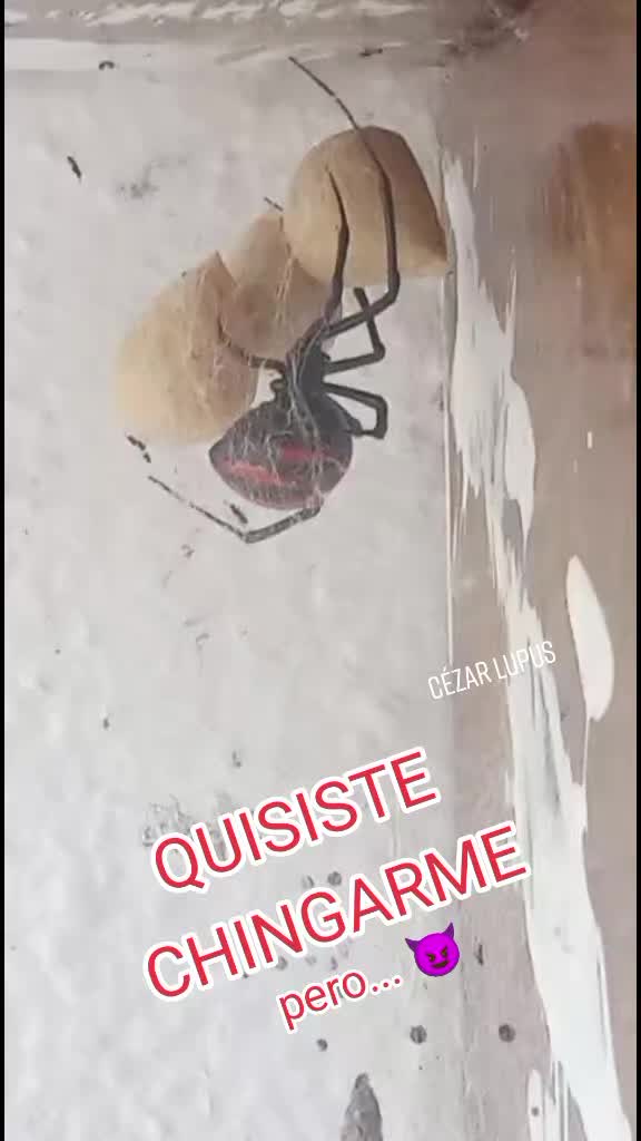 @Cézar Lupus