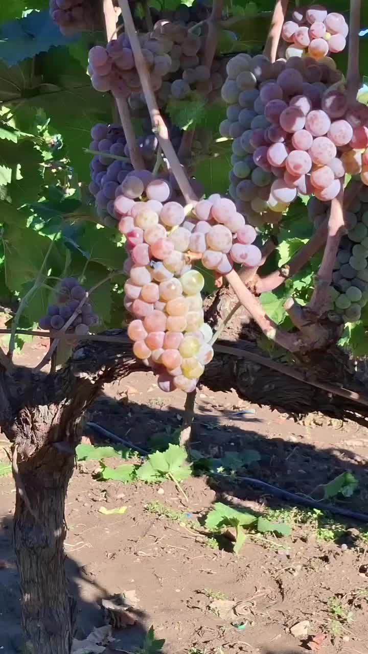 @Минчо Танков