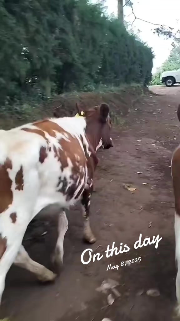 @SEGO DAIRIES 🇰🇪🇰🇪 ❣️