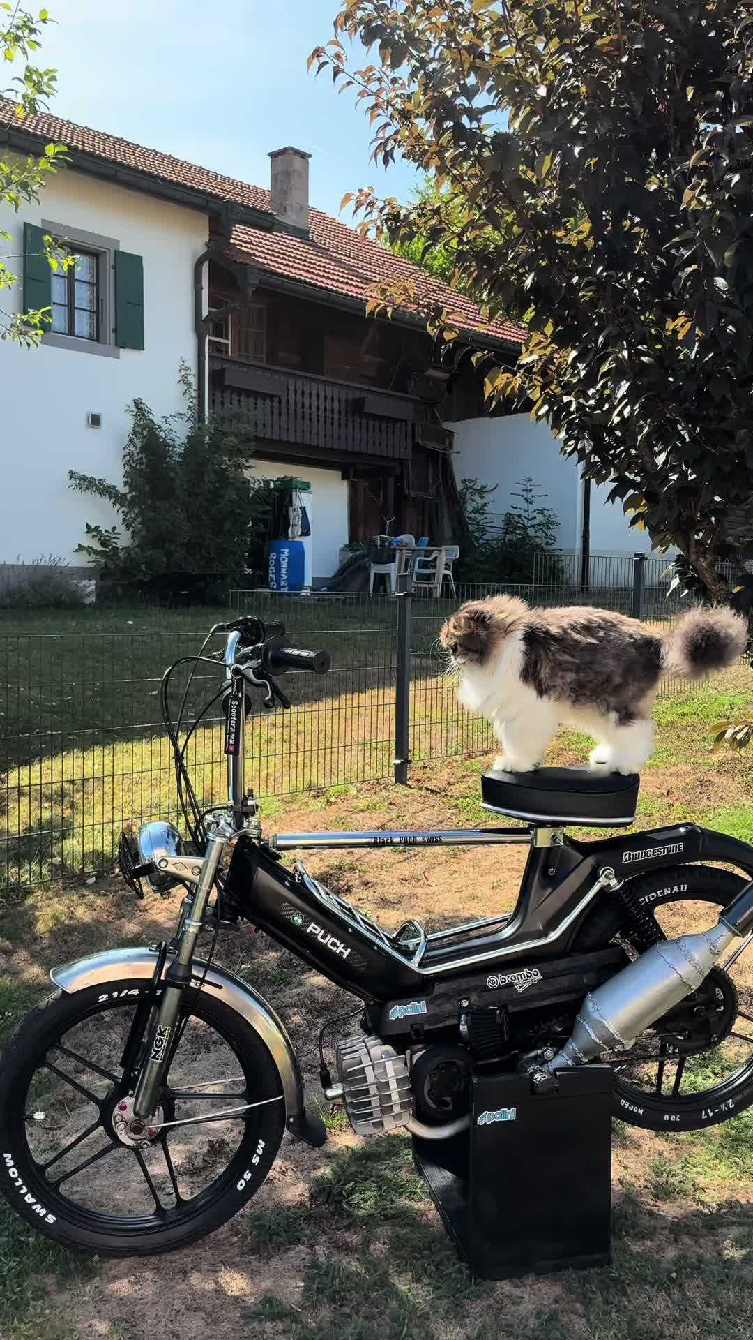 @Black_Puch_swiss