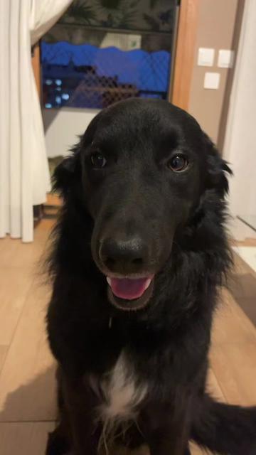 @Luiggi the Dog
