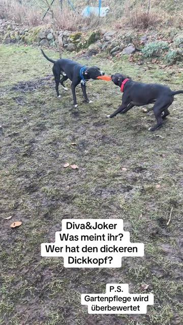 @Joker & Diva