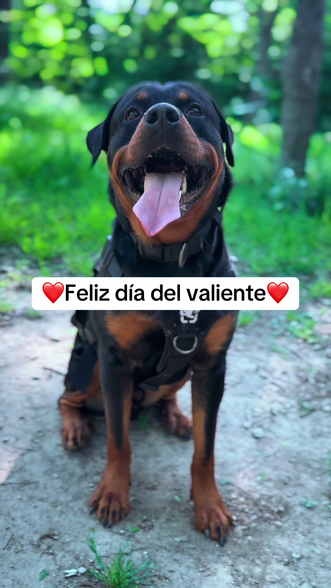 @José Ramos & Anubis Rottweiler