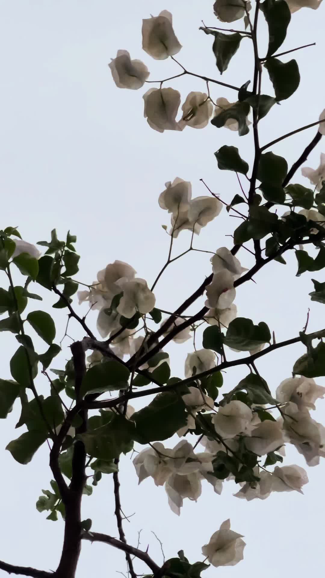 @فـاطــمـه | Fatimah