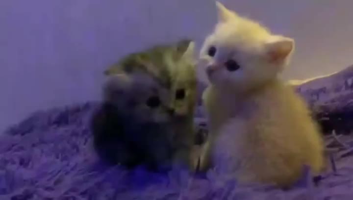 @тгк:русая🐈