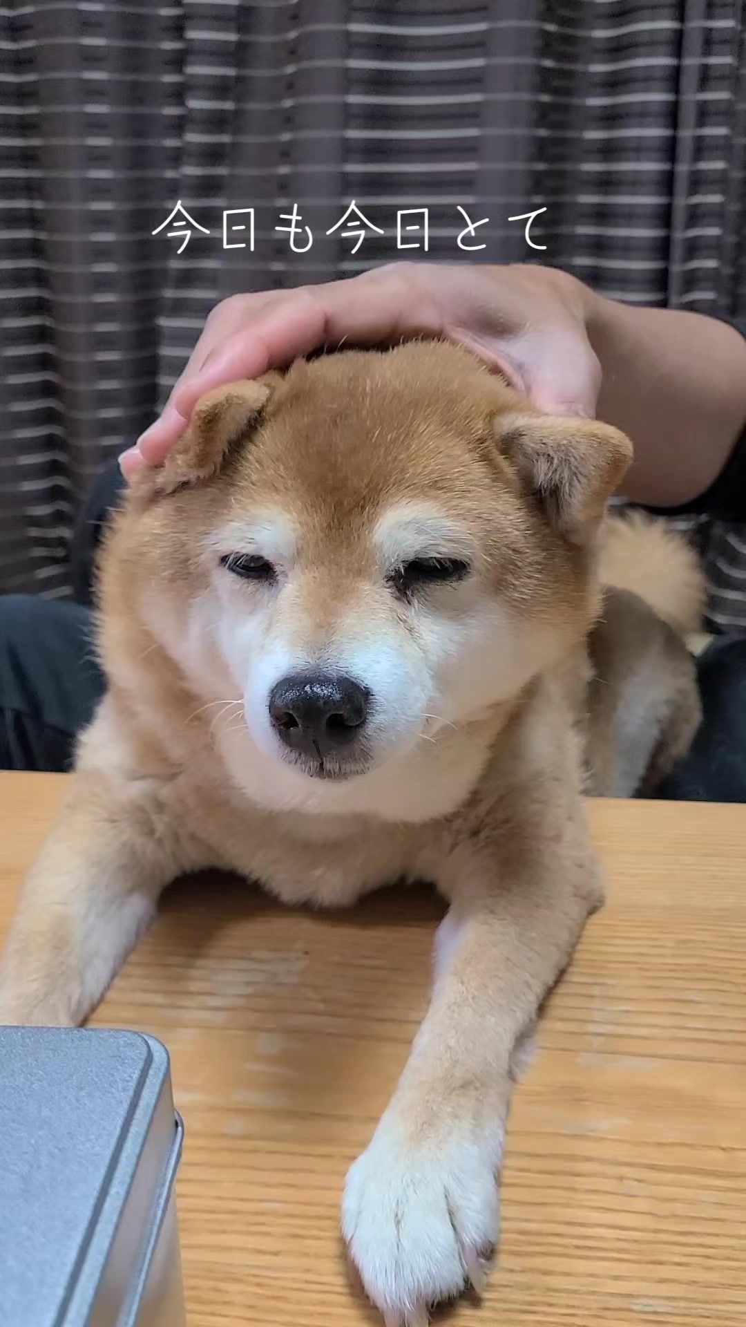 @わんわんニャンニャン🐱🐶