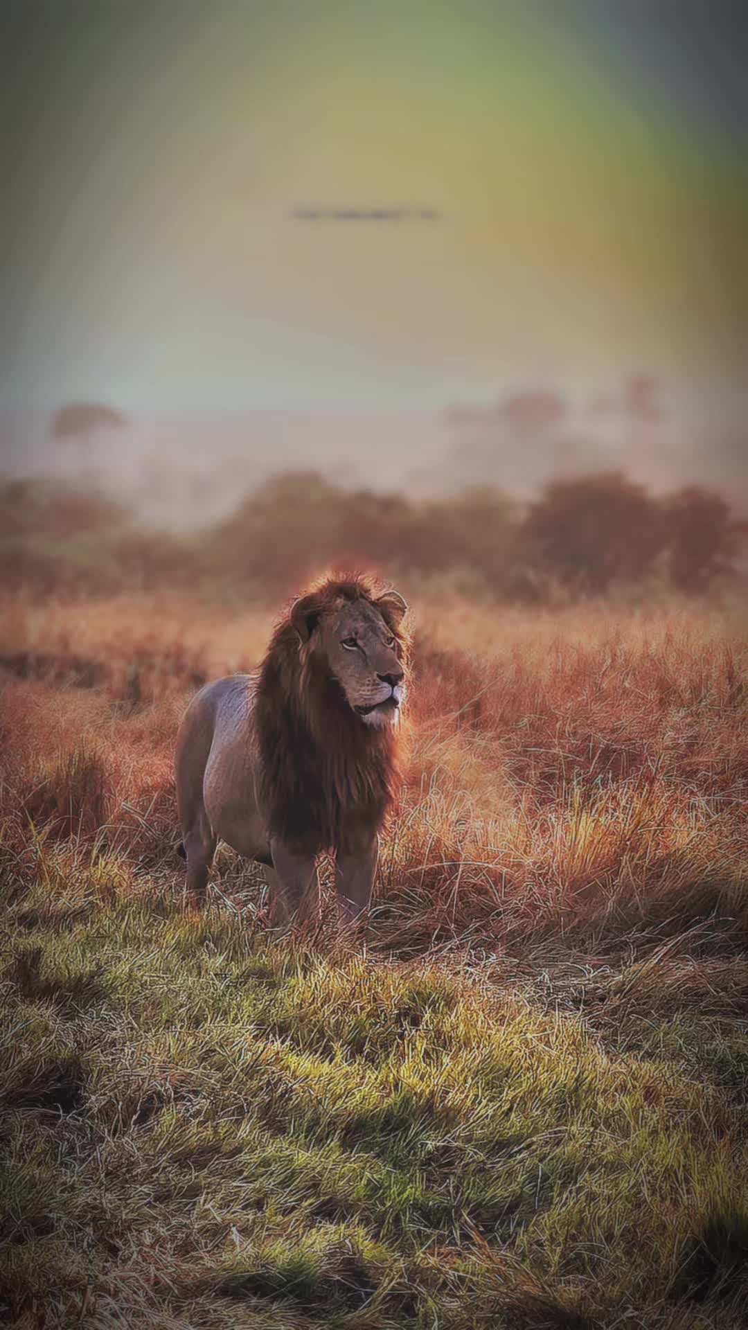 @lion_world5