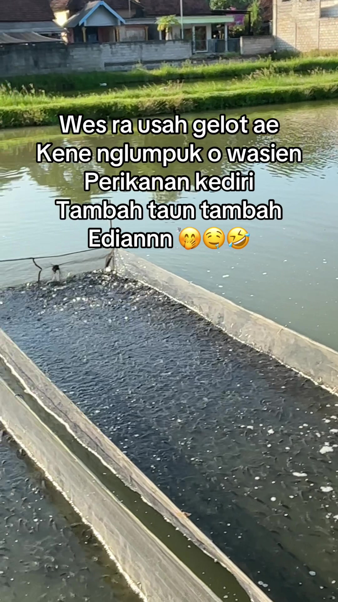 @bibitikanjawatimur