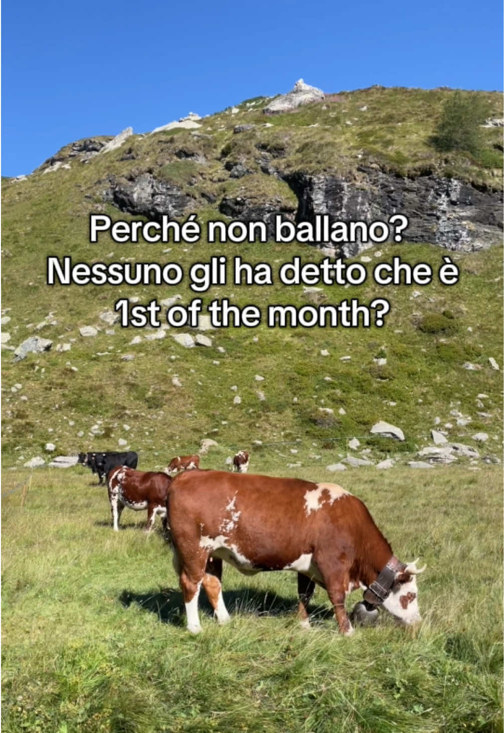 @momusso