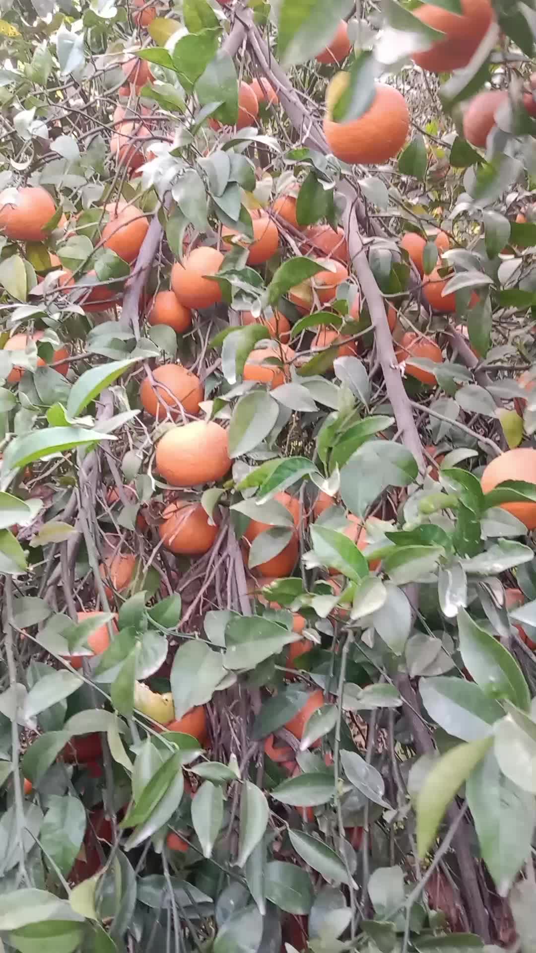 @Brand Orange 🍊
