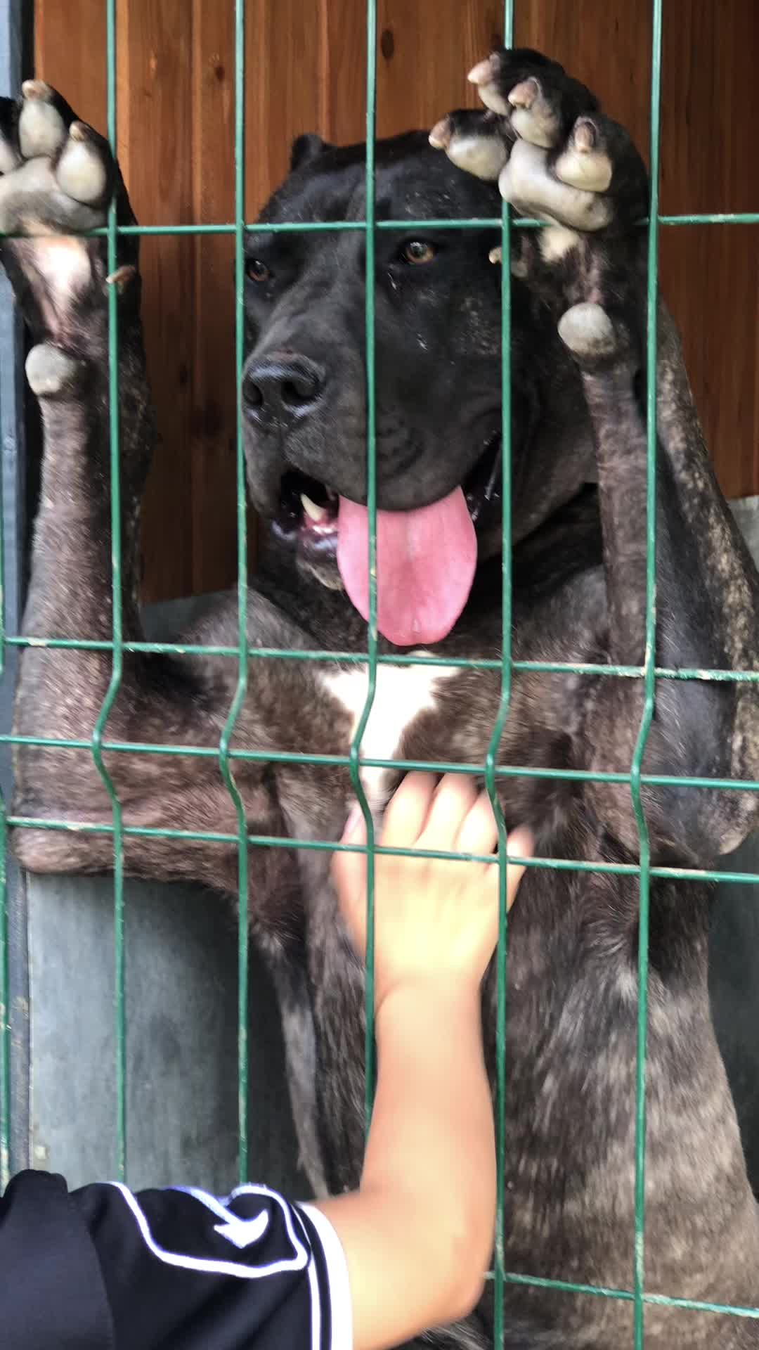 @Presa Canario Varro Bull