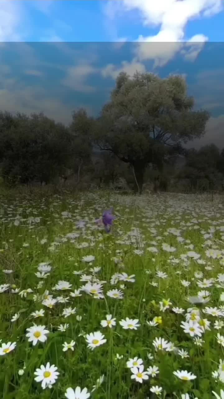 @salmahoura