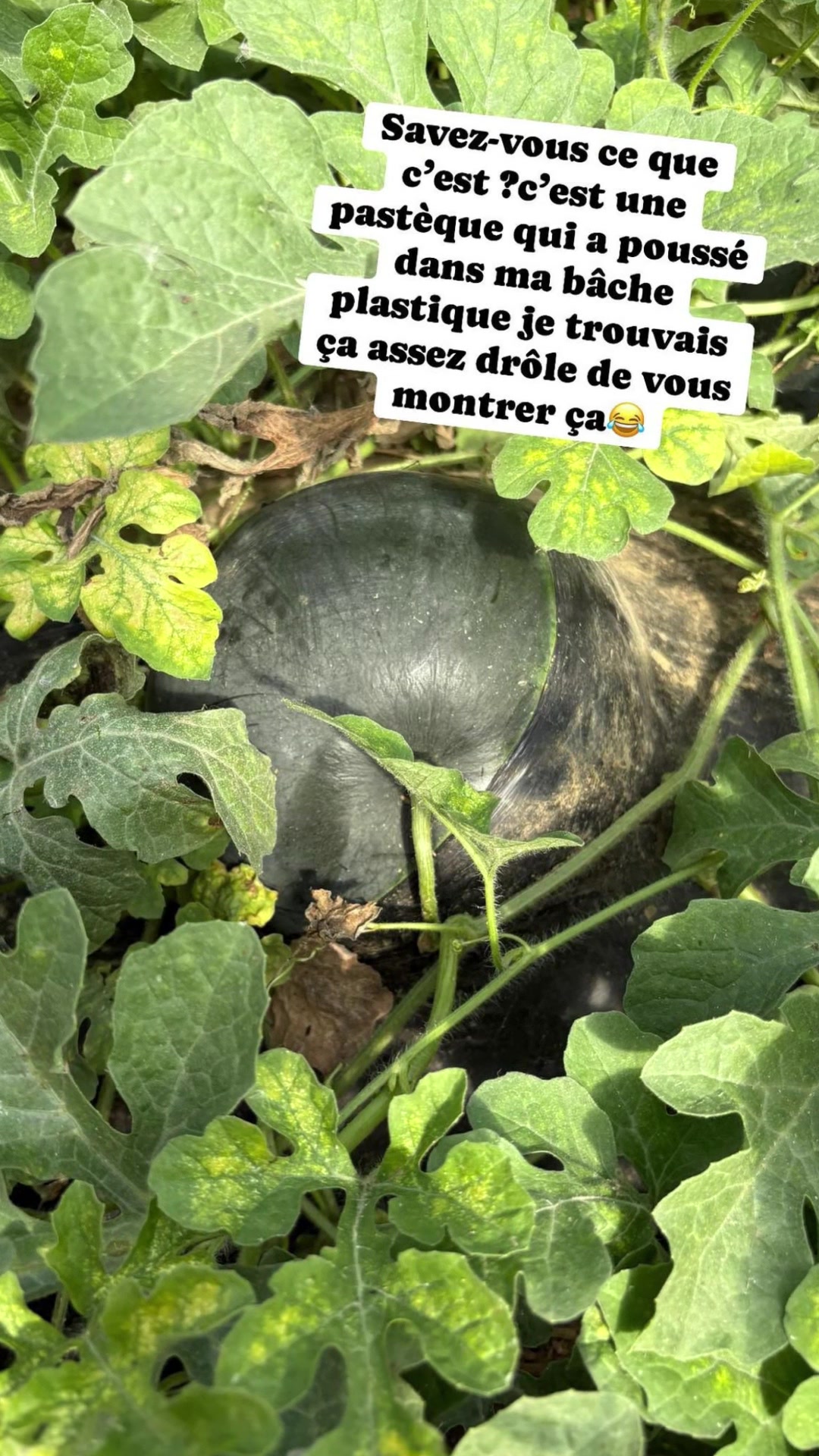 @Au jardin de l'Artois