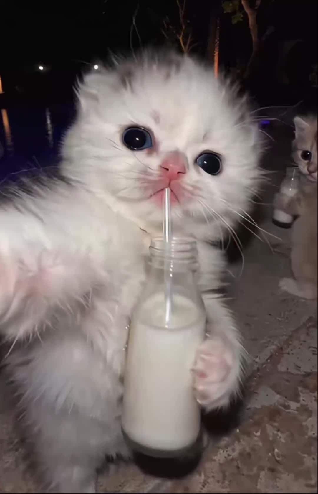@tirik