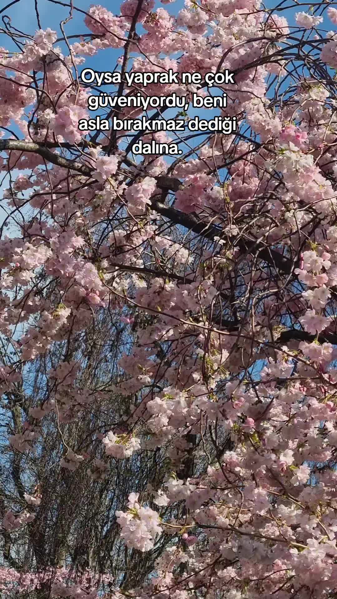 @Ay__nature