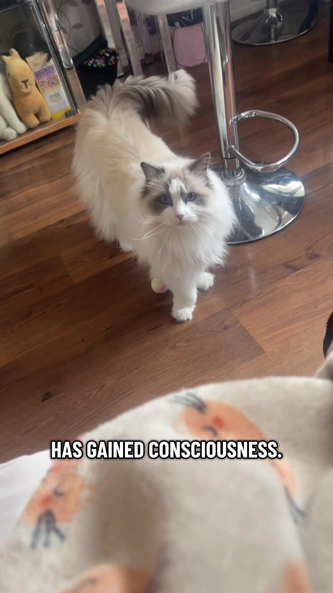 @TheFancyCatsWorld