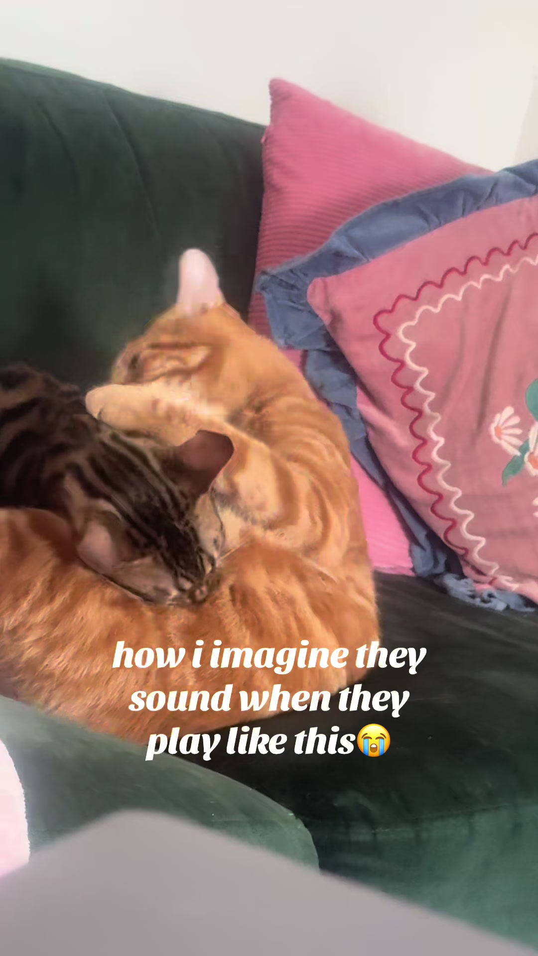 @Nacho&Bagel 🐈🐆