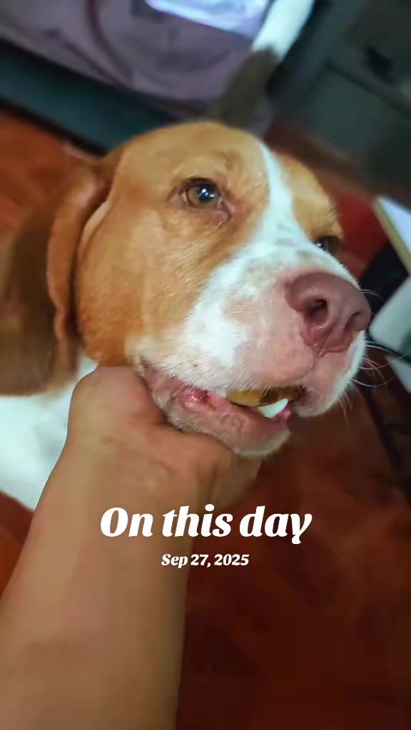 @Pawborito