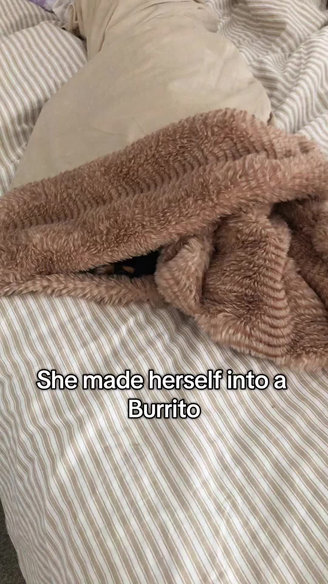 @Coco_bean🐾