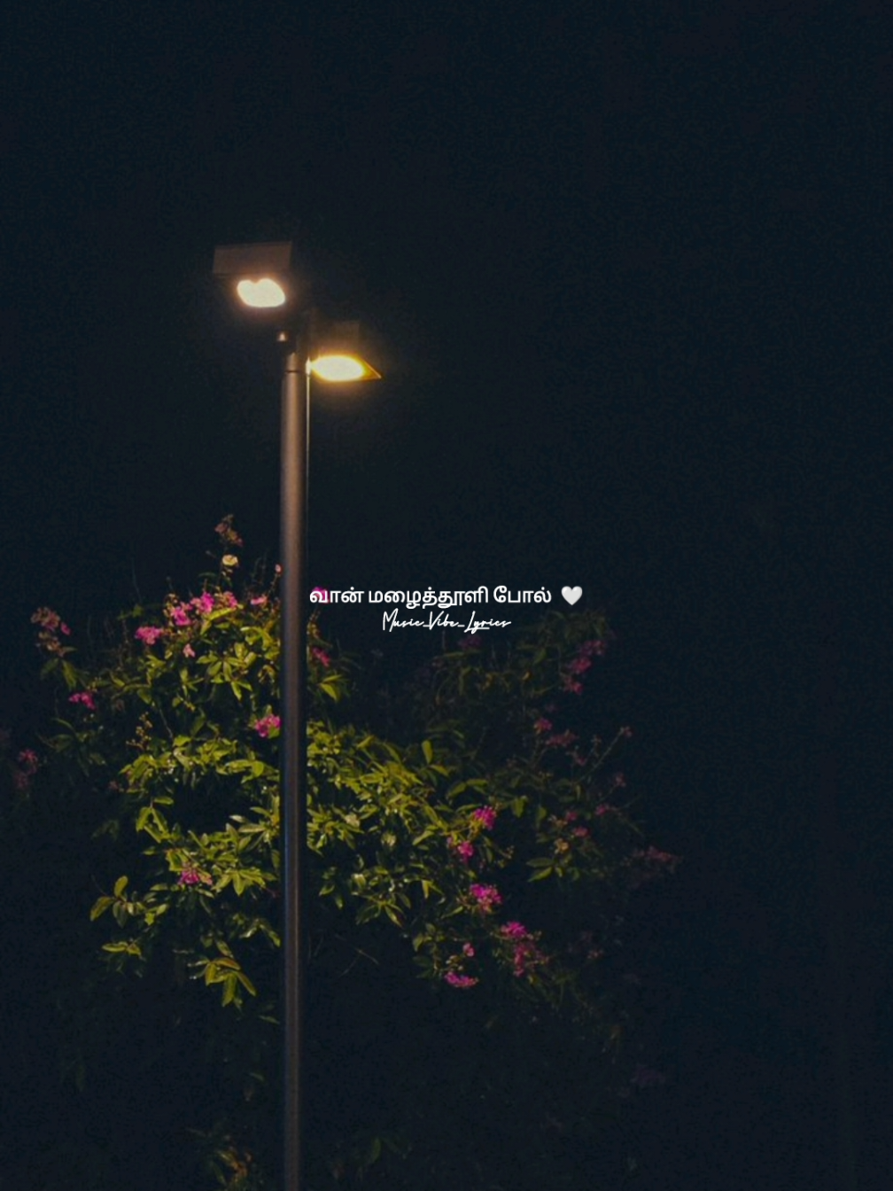 @Music_Vibes_Lyrics 🎶