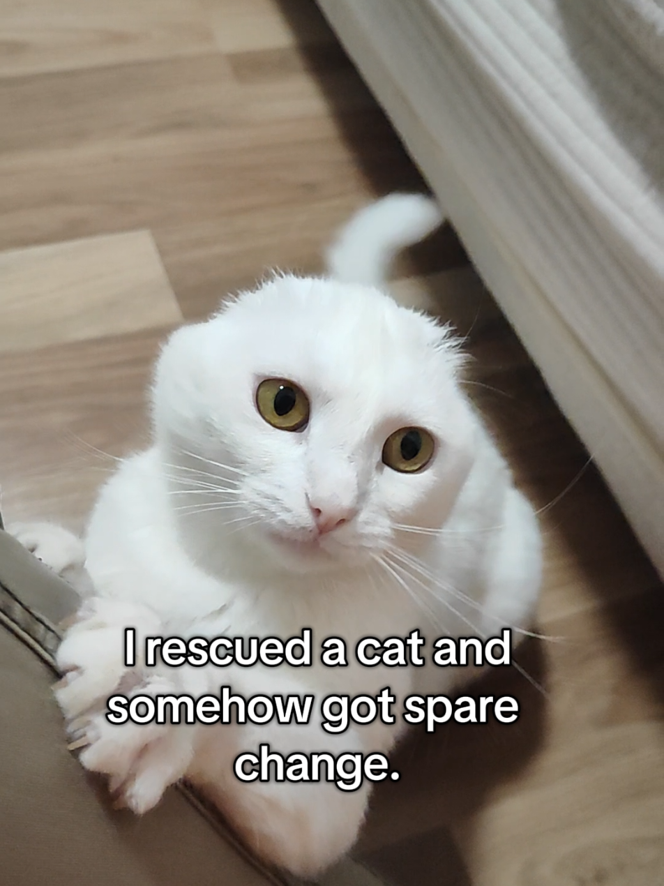 @Fluffy and Pixie