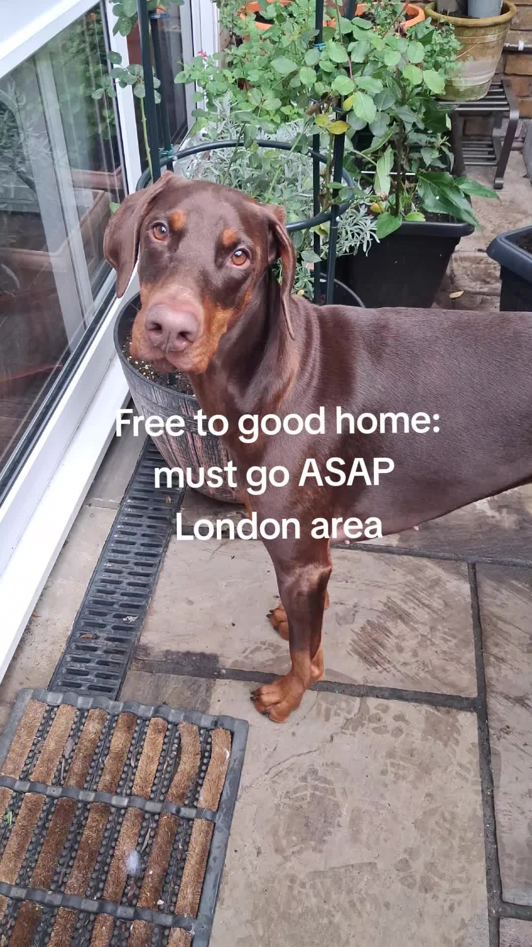 @Juno | The London Doberman