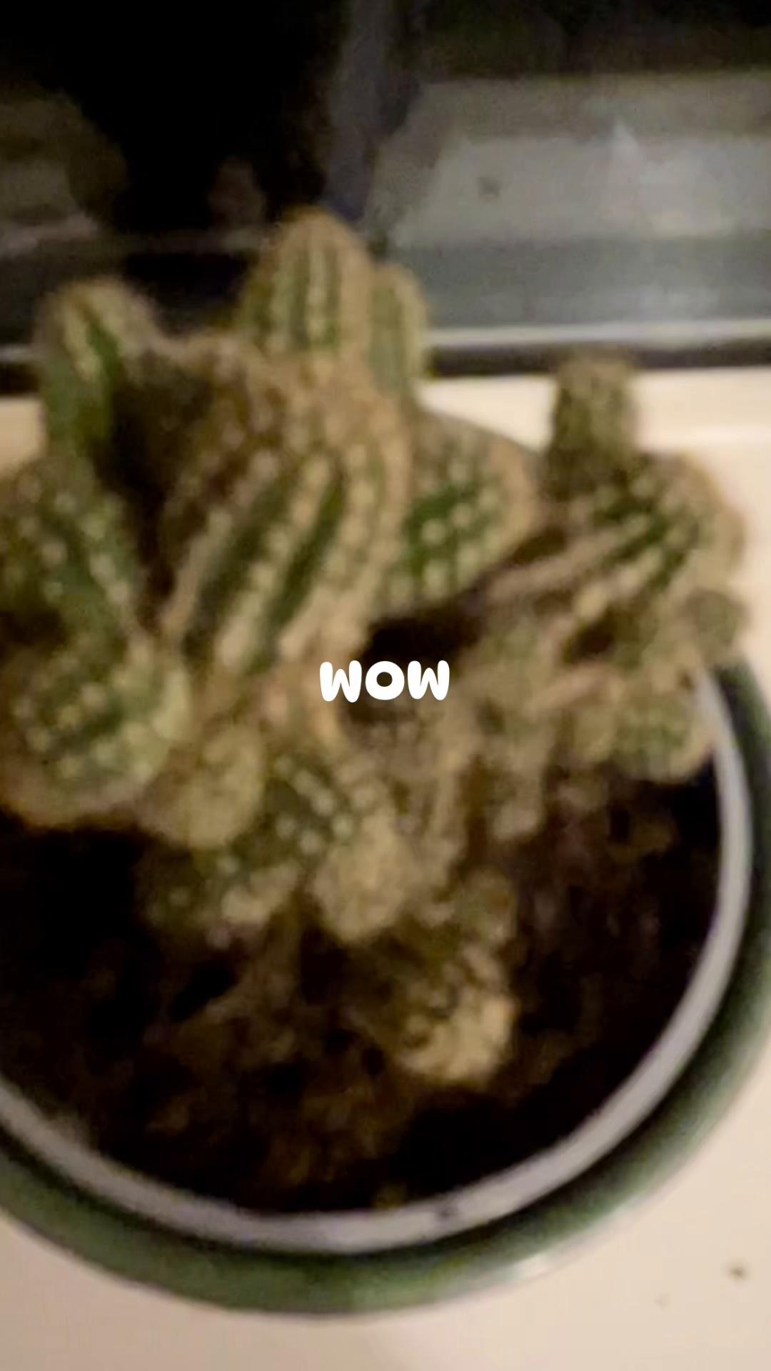 @About The Plant