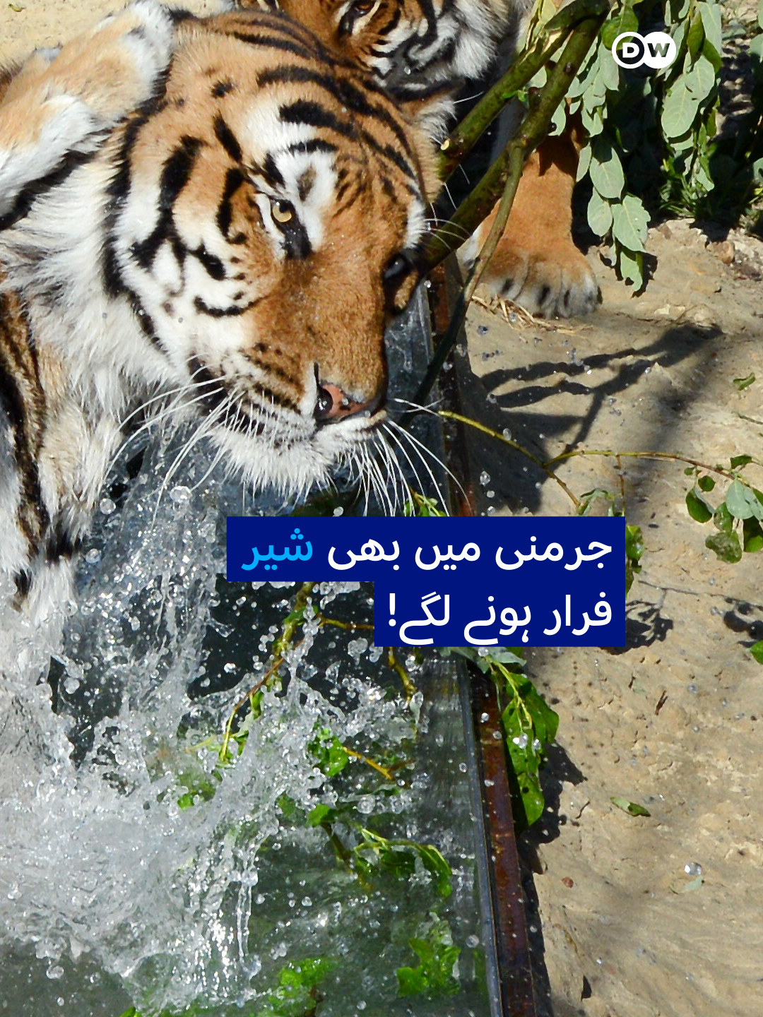 @DW Urdu