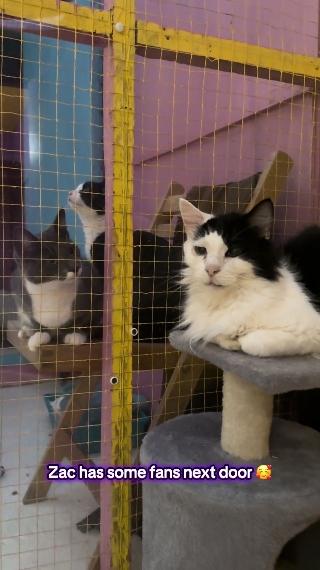 @swalecliffecattery