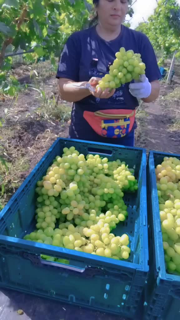 @Elena Codreanu700