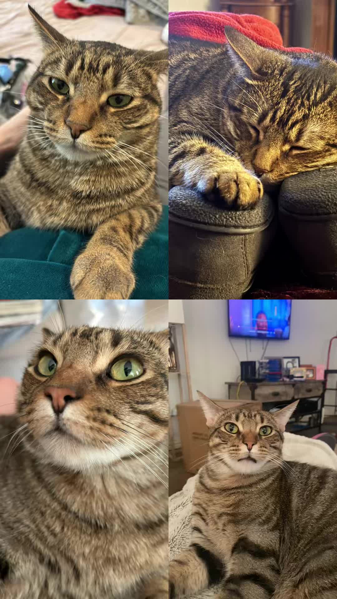 @LifeofRileyMeow