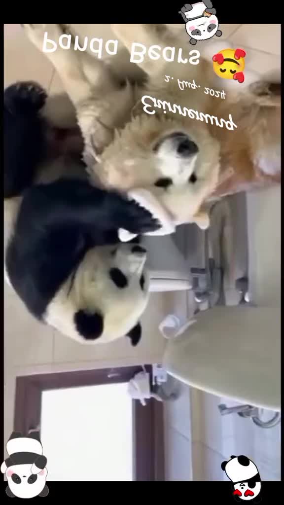 @Gulp 🇦🇹Team Chihuahua ❤