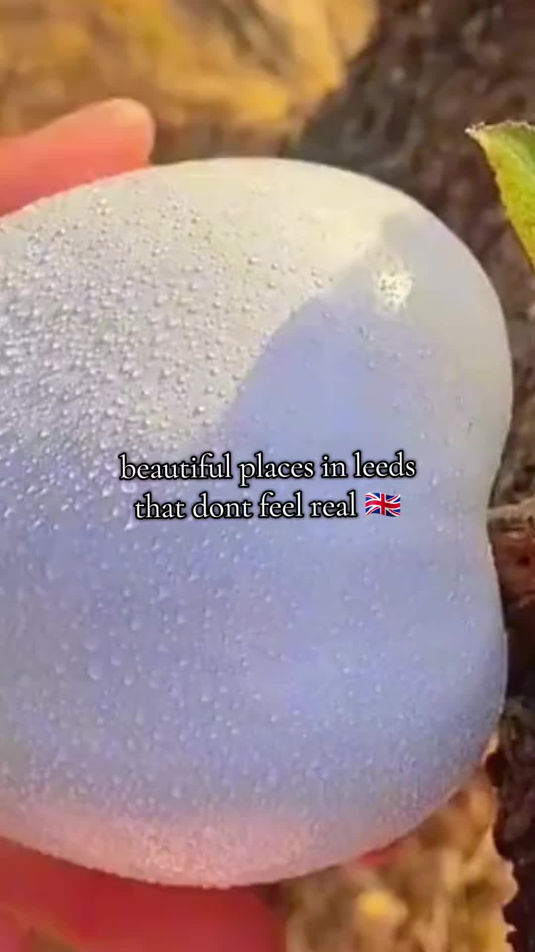 @kaz 🦚