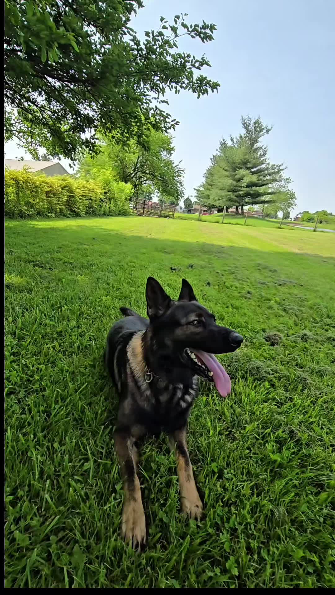 @Monster Made K9 Training💪🏽👹