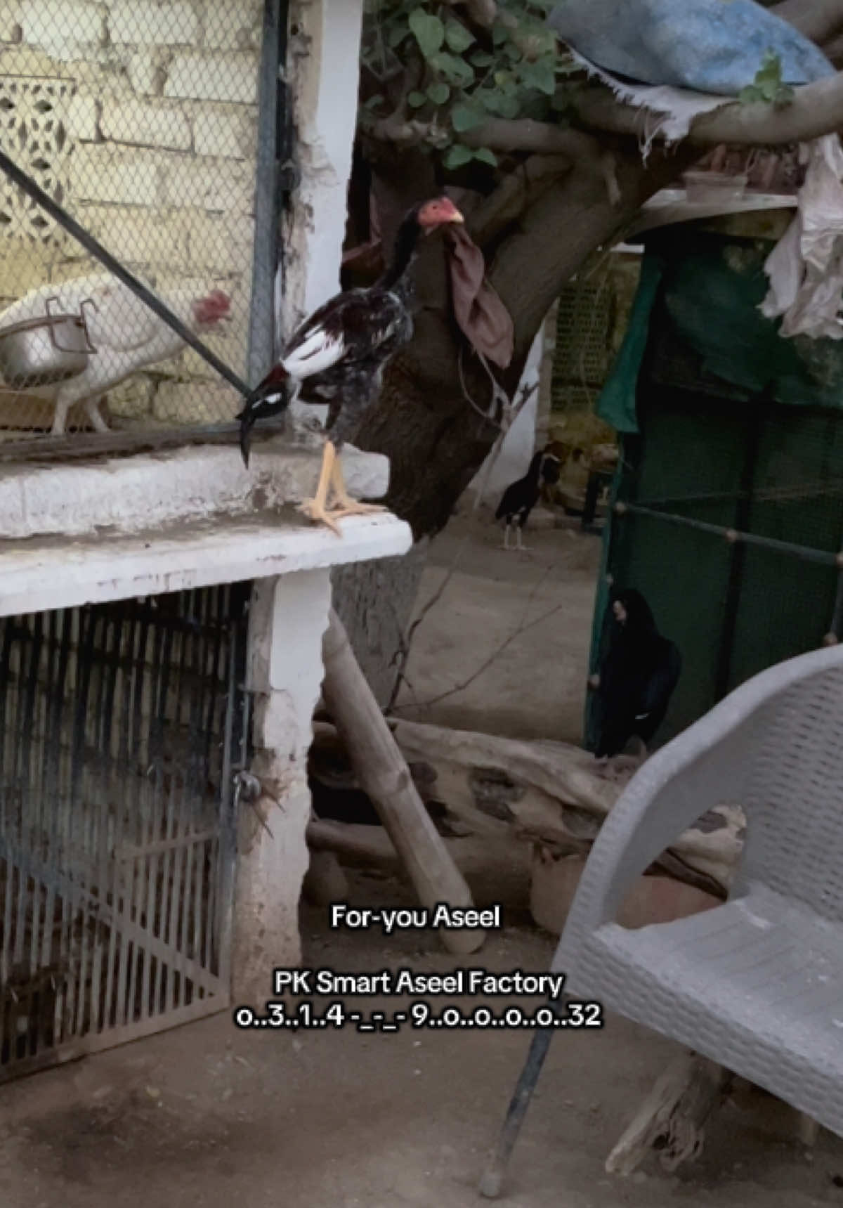 @PK Smart Aseel Birds Factory