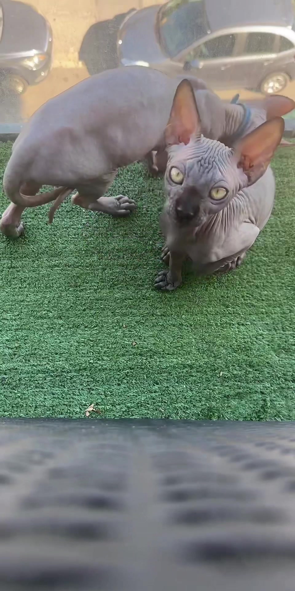 @vanilleetbeerus