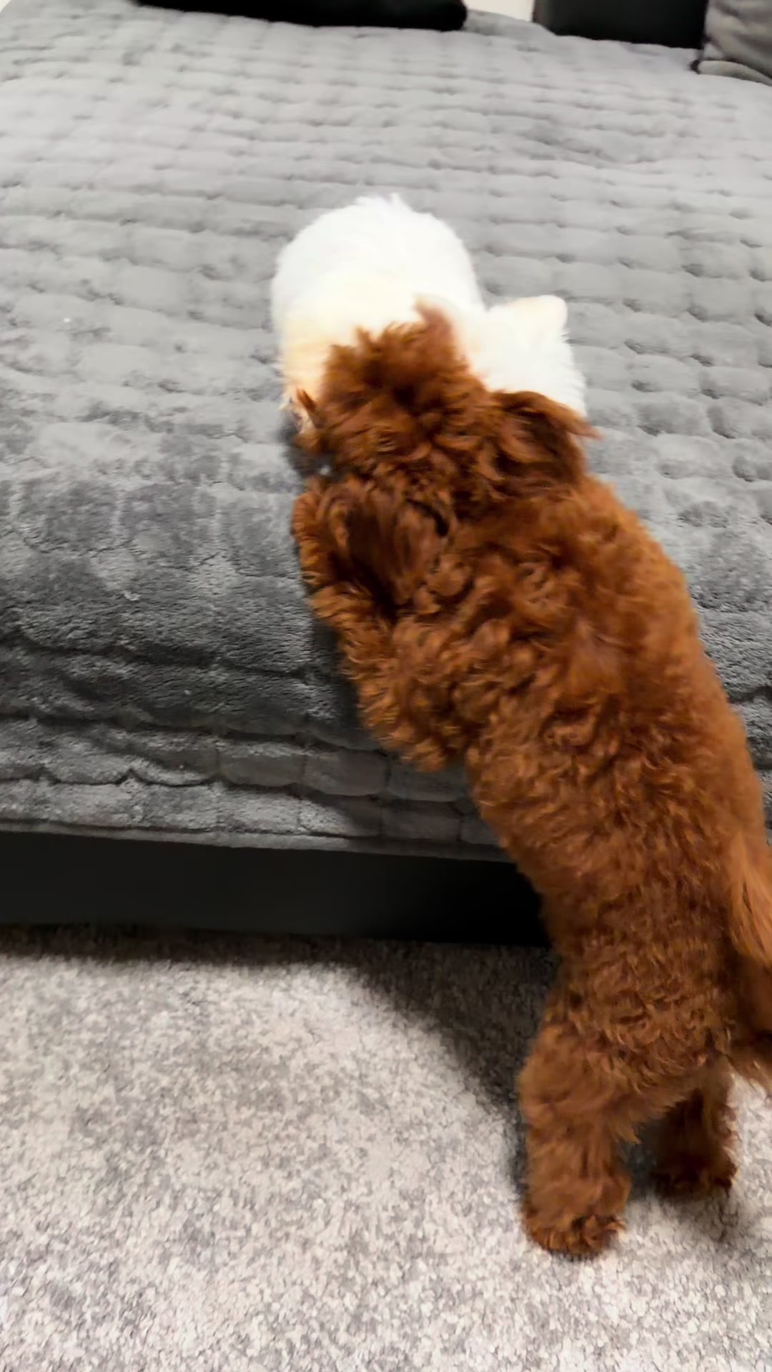 @RED_POODLE_KING