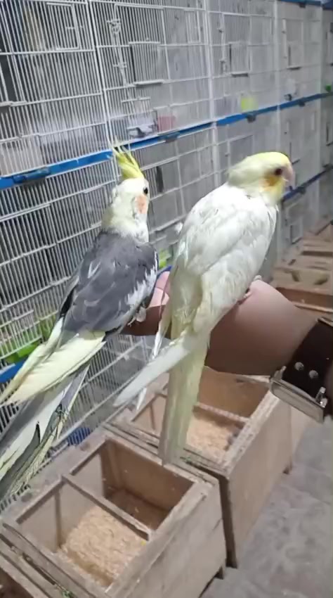 @ROYAL BIRD US