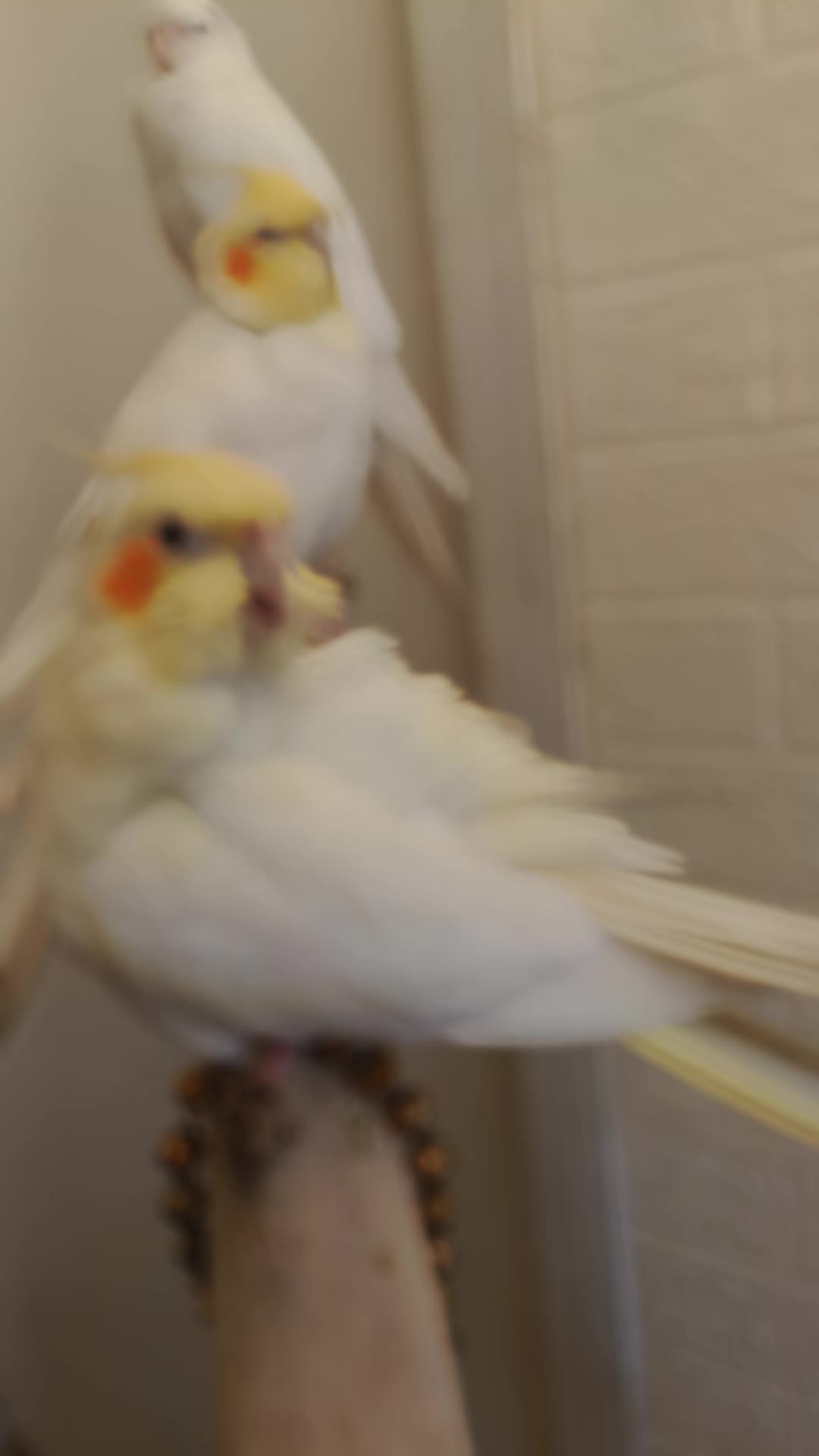 @Cockatiels Craze