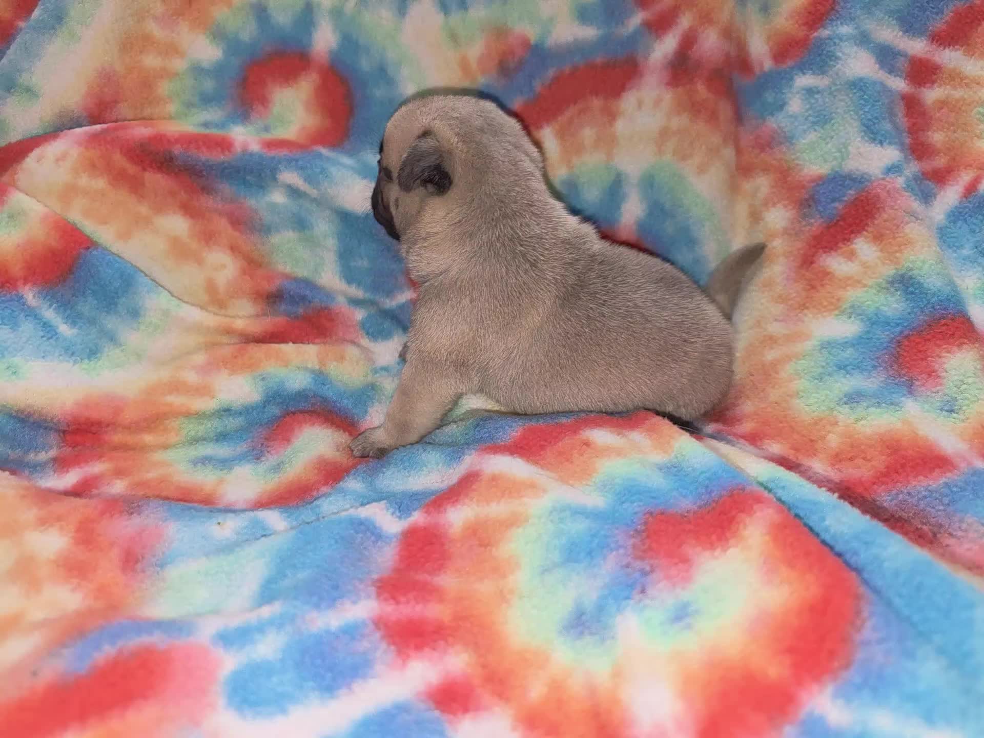 @bkrfrenchies
