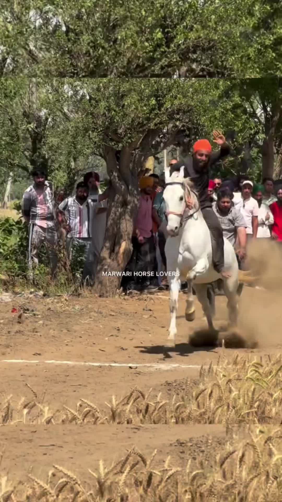 @🏇 MARWARI HORSE RACING 🏇