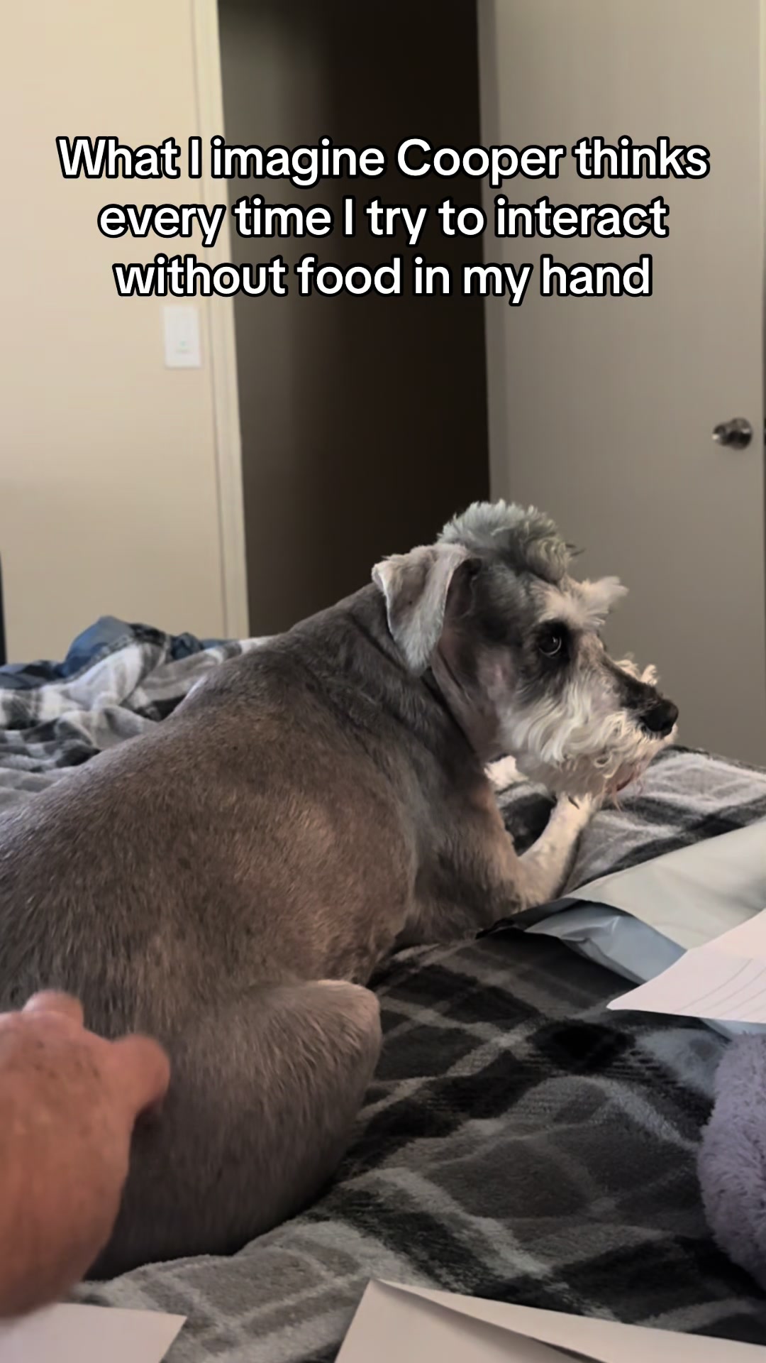 @Cooper The Schnauzer