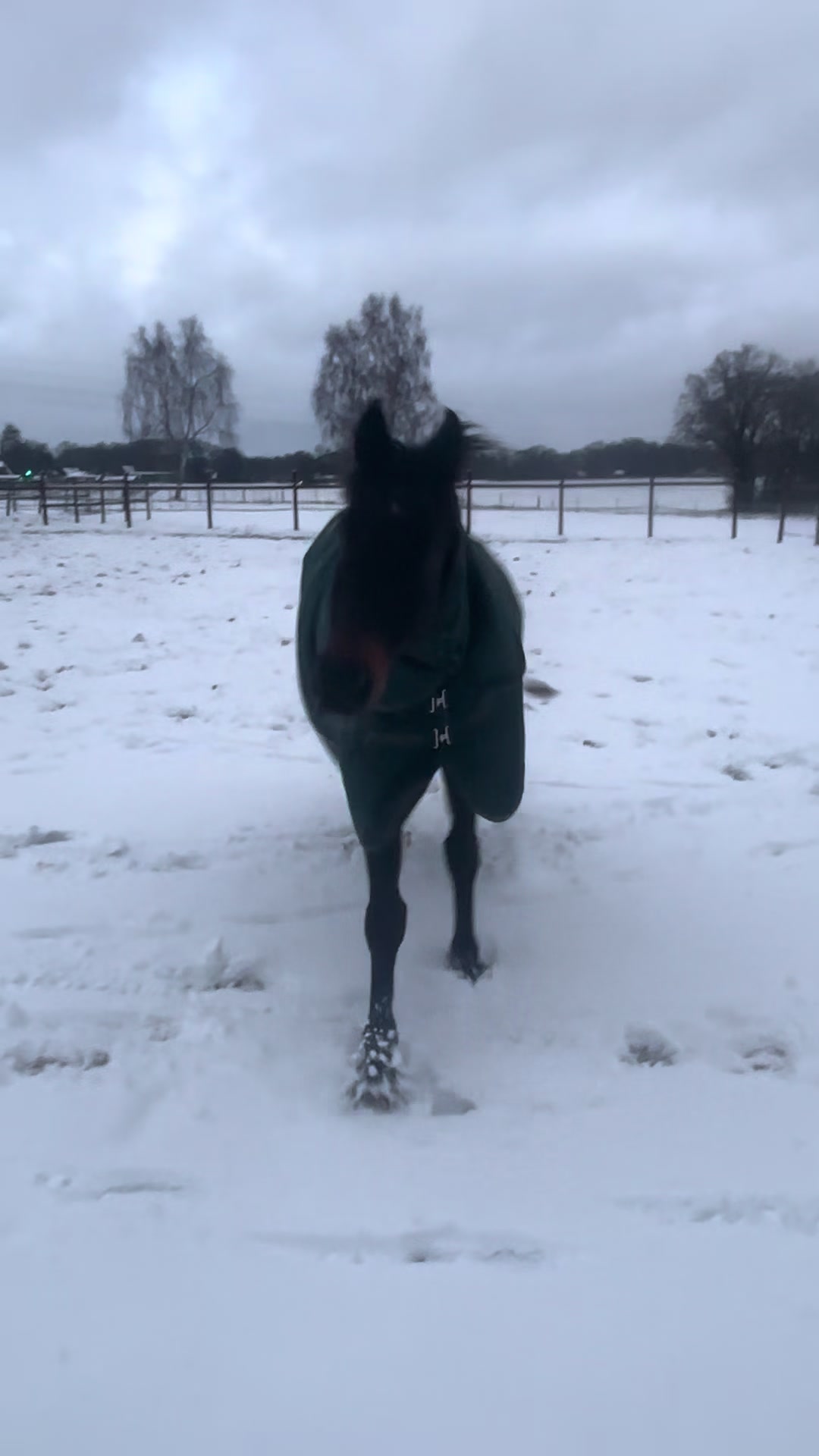 @Equestelli