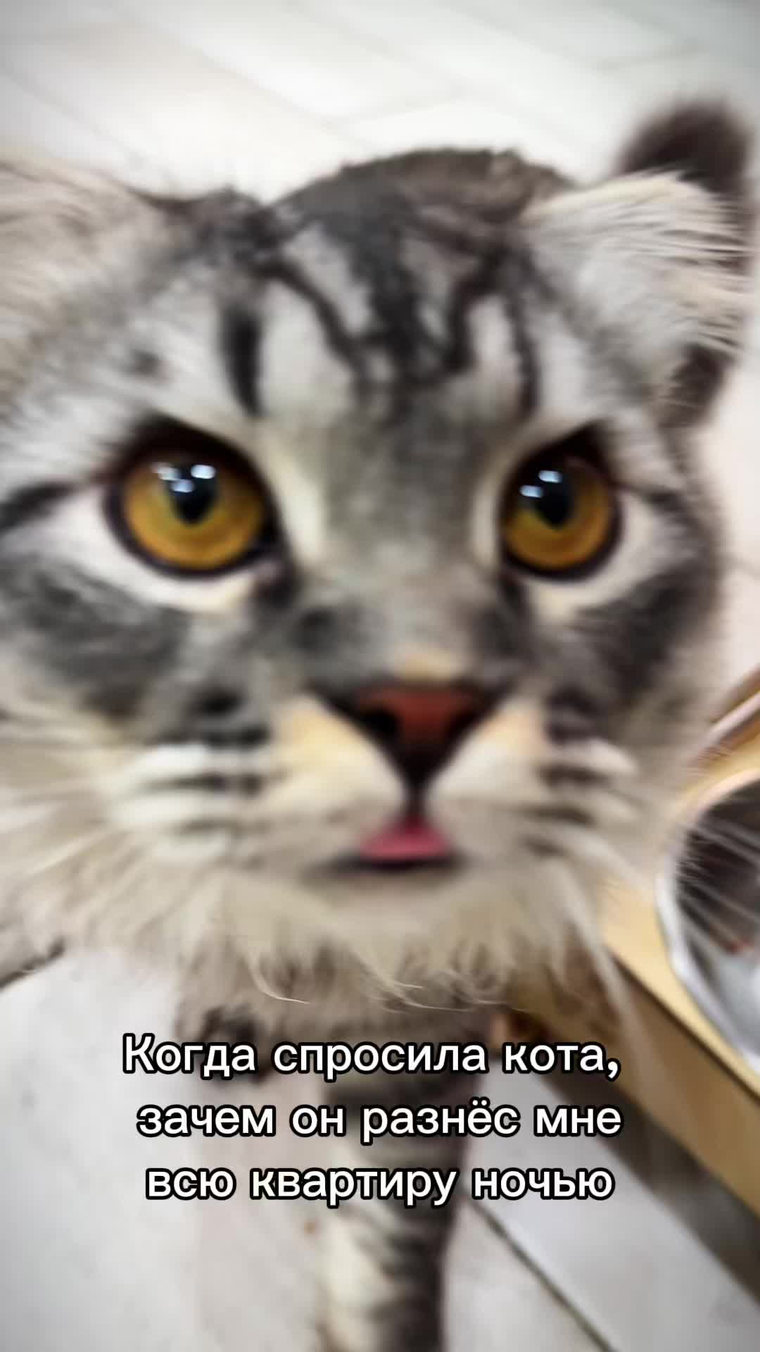 @fedja_kot