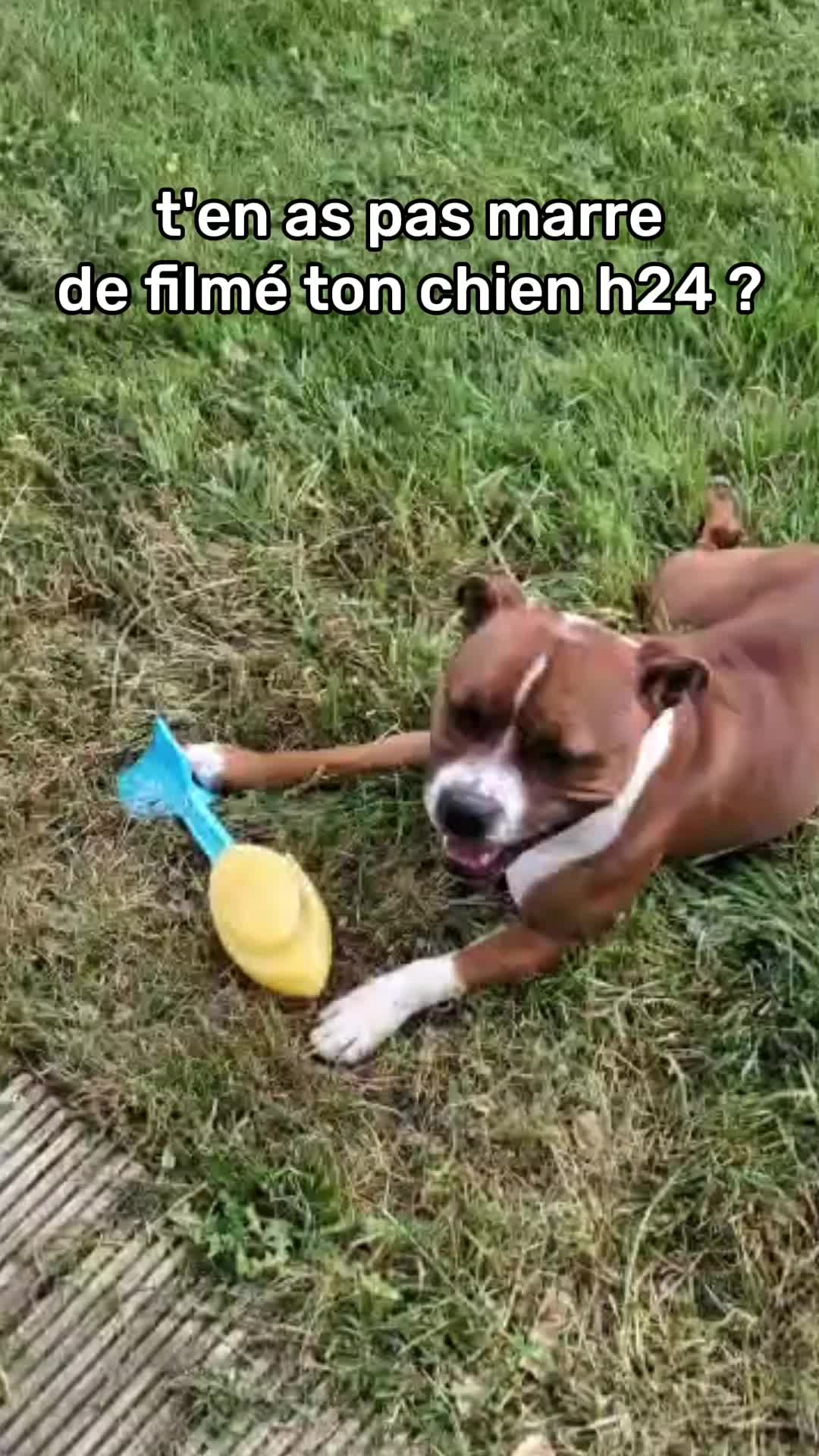 @morty le staffie