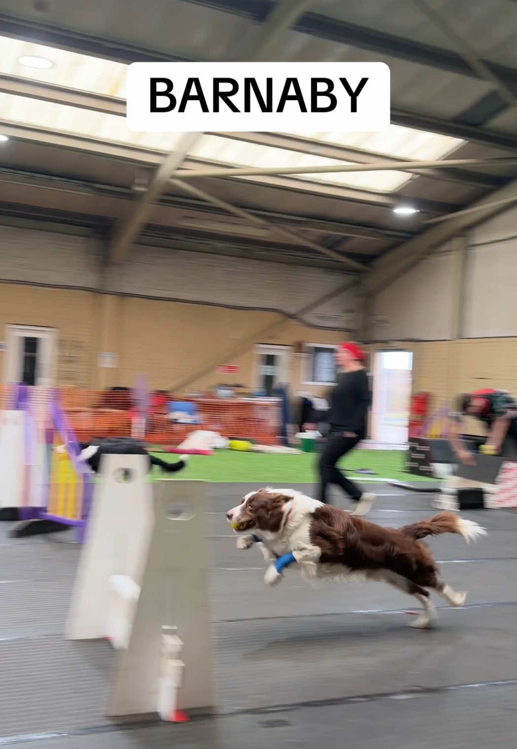 @Pawsitivity Flyball Team