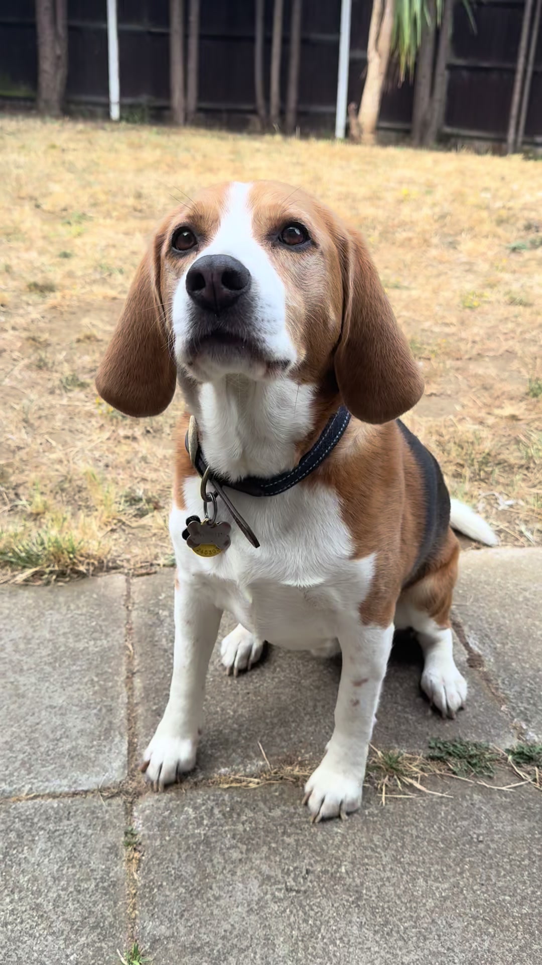 @Neo_The_Beagle